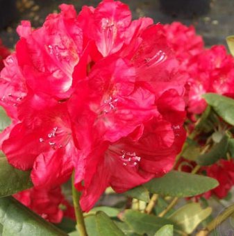 Рододендрон Бузуки /Rhododendron Busuki/