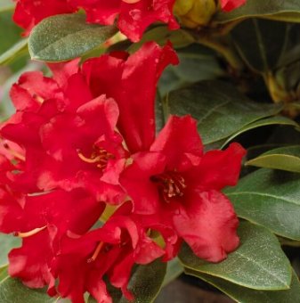 Рододендрон Бенгалски /Rhododendron Bengal/