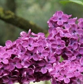 Люляк Чарлз Жоли /Syringa Vulgaris Charles Joly/...