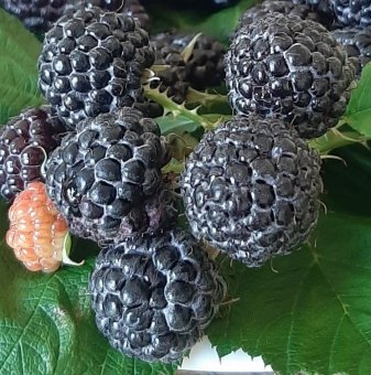 Малина Бижу /Rubus idaeus Jewel/
