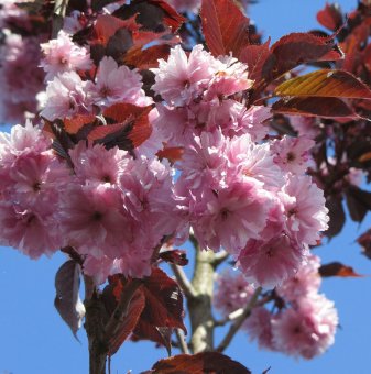 Японска вишна Кралско Бургунди /Prunus serrulata Royal Burgundy/...