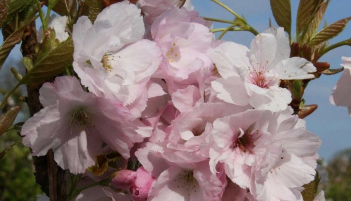 Снимка Японска вишна Аманогава /Prunus Amanogawa/ - 120-140 см