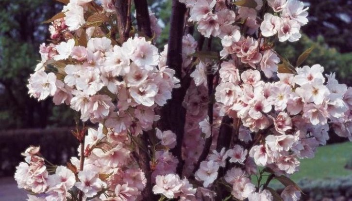 Снимка Японска вишна Аманогава /Prunus Amanogawa/ - 120-140 см
