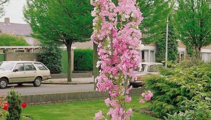 Снимка Японска вишна Аманогава /Prunus Amanogawa/ - 140-160 см