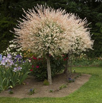 Пъстролистна върба /Salix Hakuro-nishiki/...