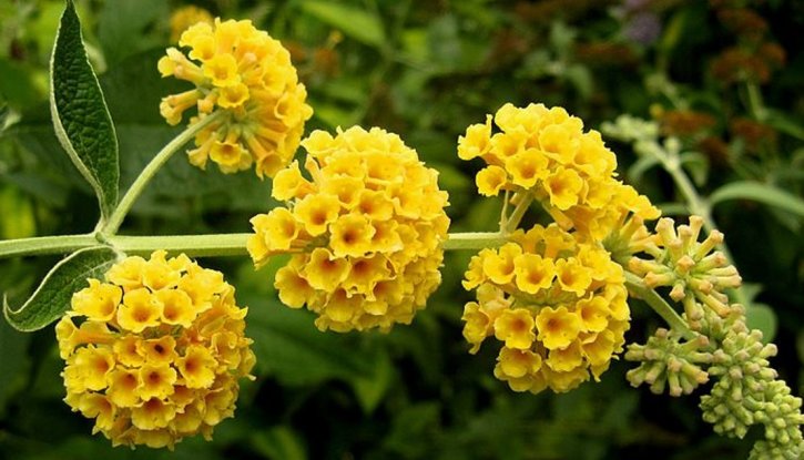 Снимка Жълта будлея / Buddleja yellow
